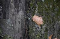 Fuligo septica image