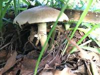 Agaricus semotus image