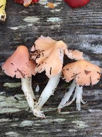 Hygrocybe calyptriformis var. calyptriformis image