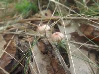 Marasmius pulcherripes image