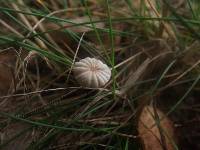 Marasmius pulcherripes image