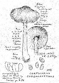 Cortinarius subbalaustinus image