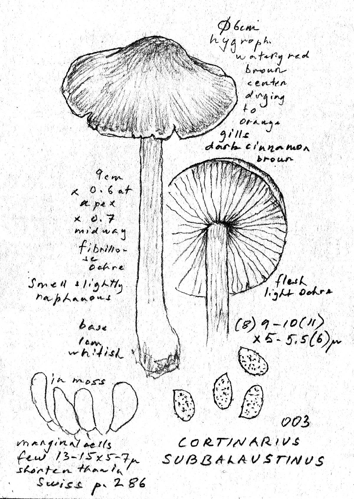 Cortinarius subbalaustinus image