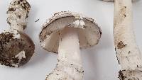 Amanita constricta image