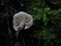 Hemimycena candida image