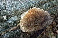 Phellinus igniarius image