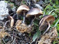 Psilocybe coprophila image