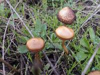 Hypholoma ericaeoides image