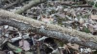 Fuscocerrena portoricensis image