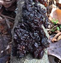 Exidia recisa image