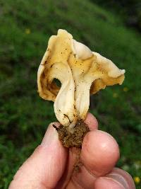 Helvella crispa image