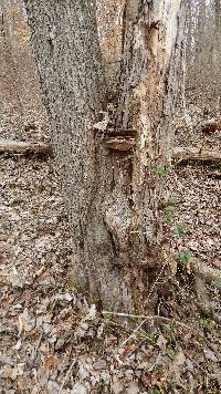 Ganoderma lobatum image