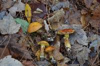 Suillus grevillei image