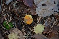 Suillus grevillei image