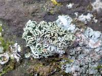 Cladonia pocillum image