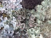 Cladonia pocillum image