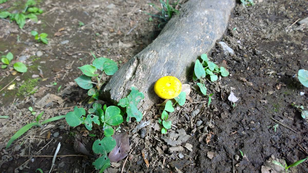 Pluteus variabilicolor image