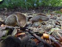 Helvella queletii image