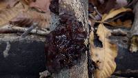 Exidia recisa image