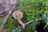 Inocybe hystrix image