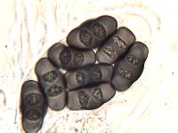Rinodina teichophila image
