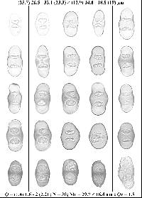 Rinodina teichophila image