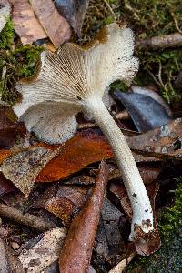 Entoloma cuboidosporum image