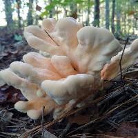 Laetiporus cincinnatus image