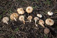 Lepiota thiersii image