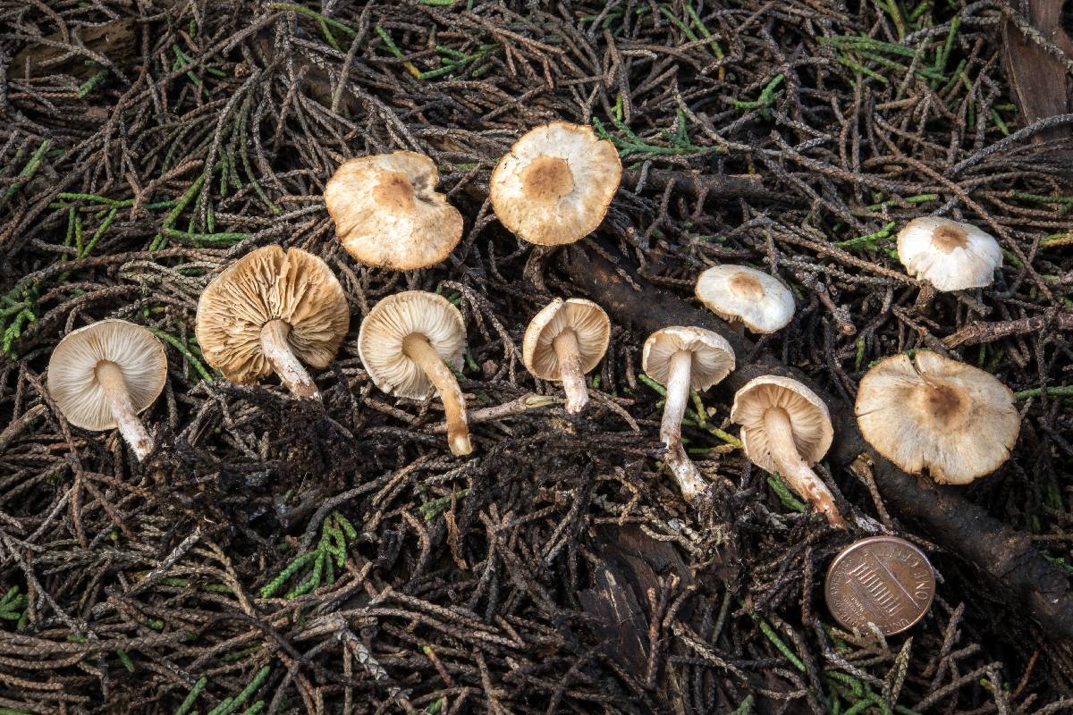 Lepiota thiersii image