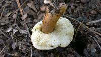 Gyroporus castaneus image