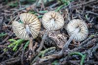 Mycopan scabripes image