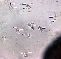 Ramaria rubella image