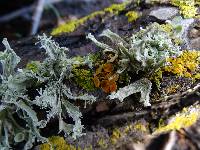 Xanthoria polycarpa image