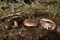 Agaricus bisporus image