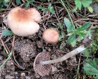 Psathyrella spadiceogrisea image