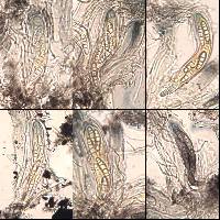 Opegrapha mougeotii image