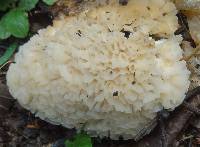 Hydnopolyporus fimbriatus image