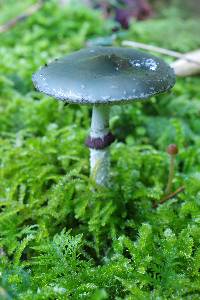 Stropharia aeruginosa image