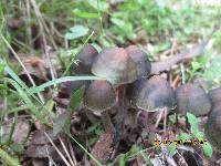 Psilocybe papuana image