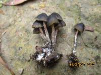 Psilocybe papuana image