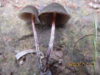 Psilocybe papuana image