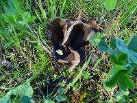 Helvella leucomelaena image