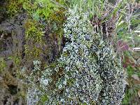 Cladonia pyxidata image