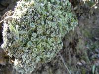 Cladonia pyxidata image