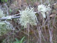 Usnea esperantiana image