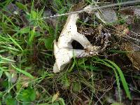 Clitocybe rivulosa image