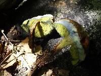 Boletellus chrysenteroides image