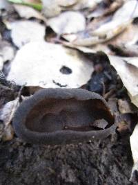 Helvella solitaria image