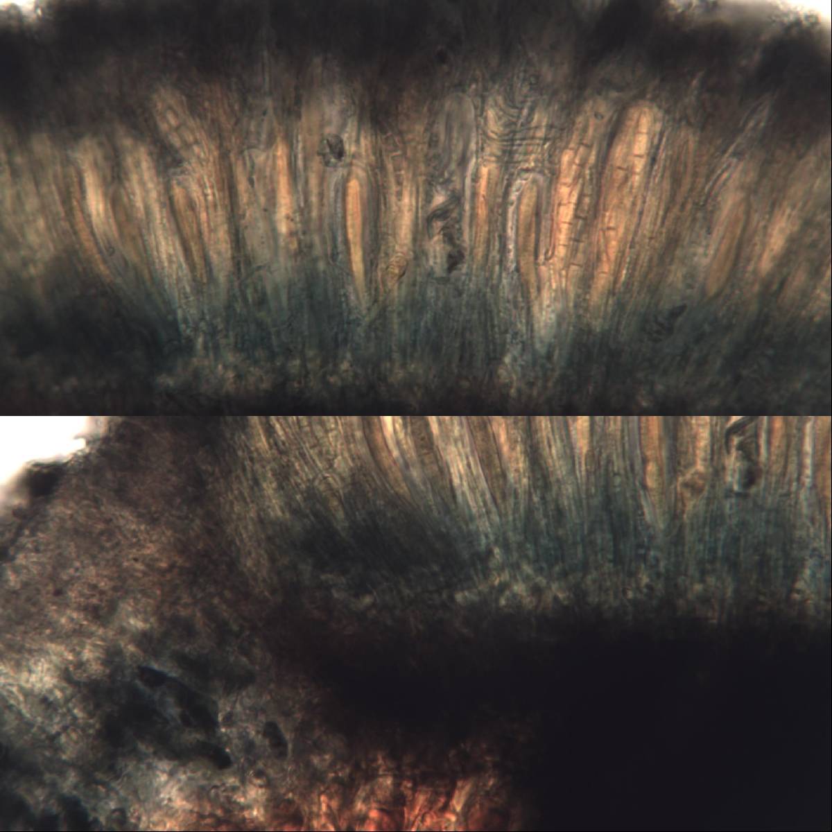 Schismatomma graphidioides image